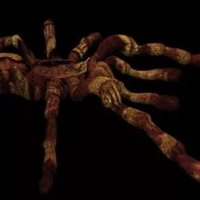 Animal Tarantula Spider 3d model