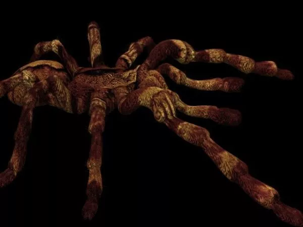 Wild Desert Spider 3d model