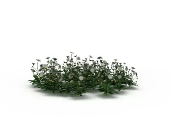Taraxacum Officinale Green Garden 3d model Taraxacum Officinale Green Garden 3d model