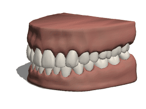 Molar 3d model