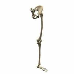 Anatomy Skeleton Of The Lower Extremity 3d model