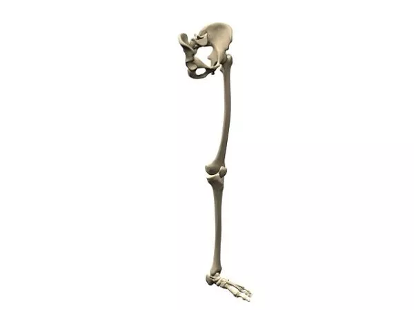 Anatomy Skeleton Of The Lower Extremity 3d model Anatomy Skeleton Of The Lower Extremity 3d model