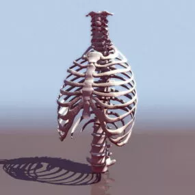 Human Thorax Bone Anatomy 3d model