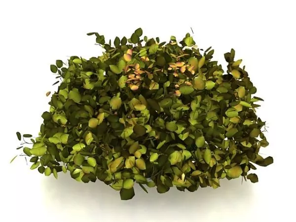 Outdoor Garden Topiary Shrubs 3d model Outdoor Garden Topiary Shrubs 3d model