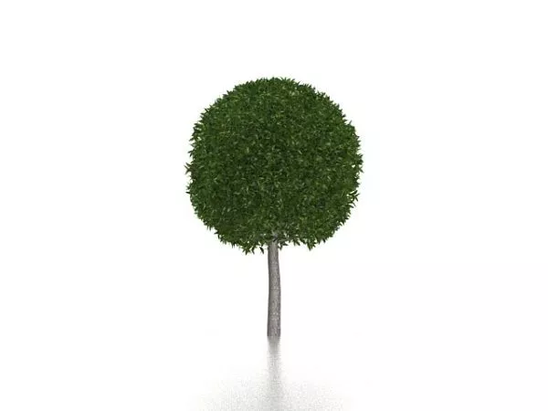 Garden Topiary Tree 3d model Garden Topiary Tree 3d model