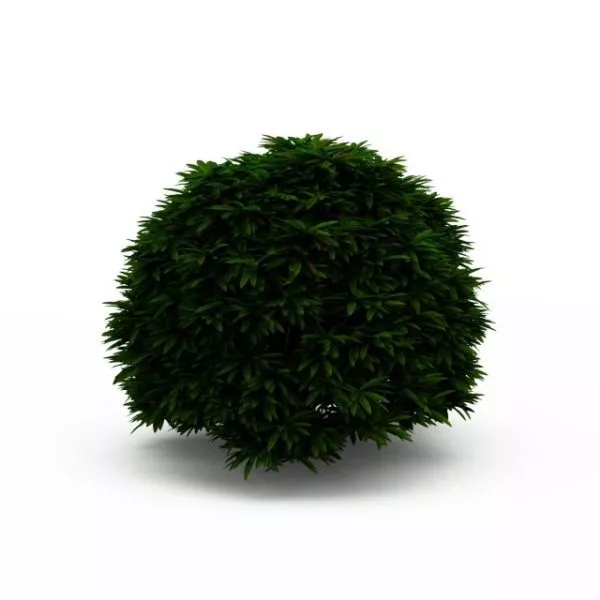 Trimmed Bush