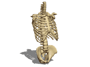 Arm Bone 3d model