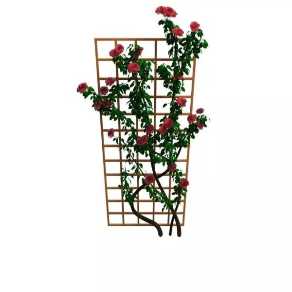 Trellis Flowering Plants 3d model Trellis Flowering Plants 3d model