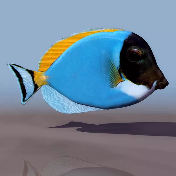 Fish Under Sea 3d model