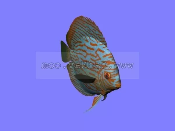 Animated Brycon Fish 3d model