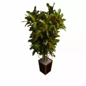 Indoor Variegated Houseplants 3d model