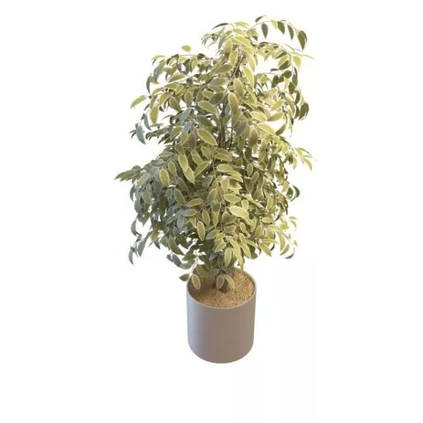 Variegated Leaf Indoor Plant 3d model Variegated Leaf Indoor Plant 3d model