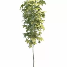 Variegated Maple Tree Plant 3d model