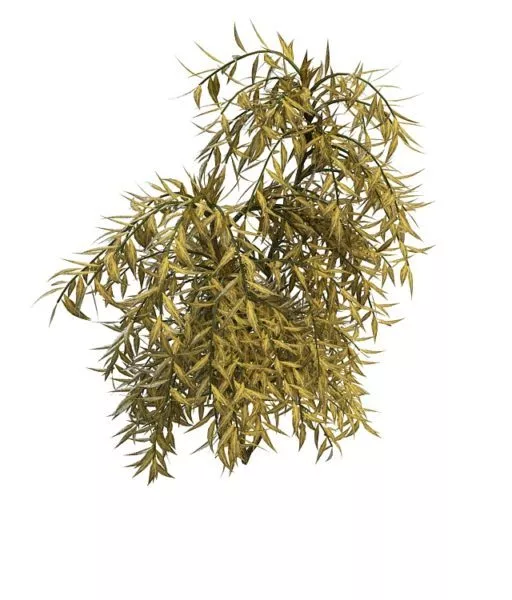 Monrovia Shrub Plant 3d model