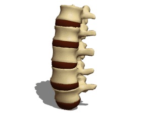 Anatomy Vertebrae Lumbar 3d model