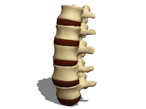 Anatomy Vertebrae Lumbar 3d model Anatomy Vertebrae Lumbar 3d model