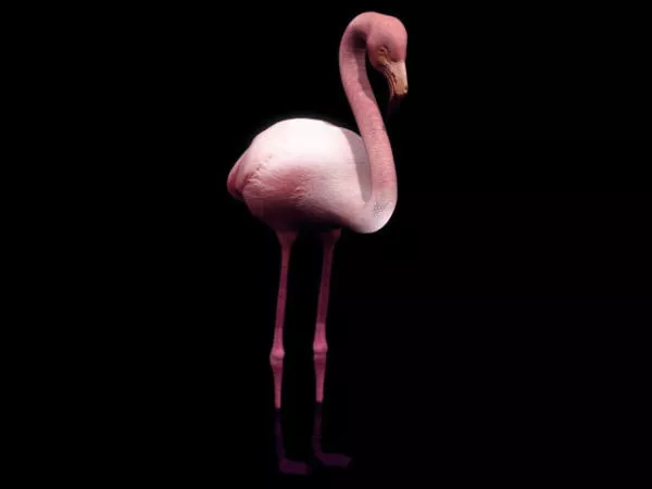 Wild Wading Bird Flamingo 3d model Wild Wading Bird Flamingo 3d model