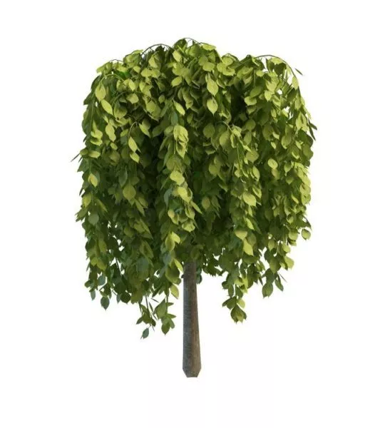 Garden Weeping Evergreen Trees 3d model Garden Weeping Evergreen Trees 3d model