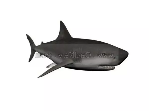Giant Sea Humpback Whale 3d model