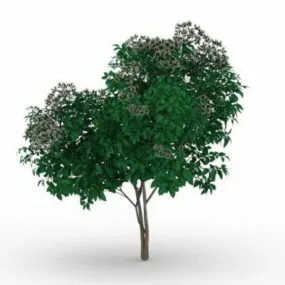 Outdoor White Flowering Tree 3d model