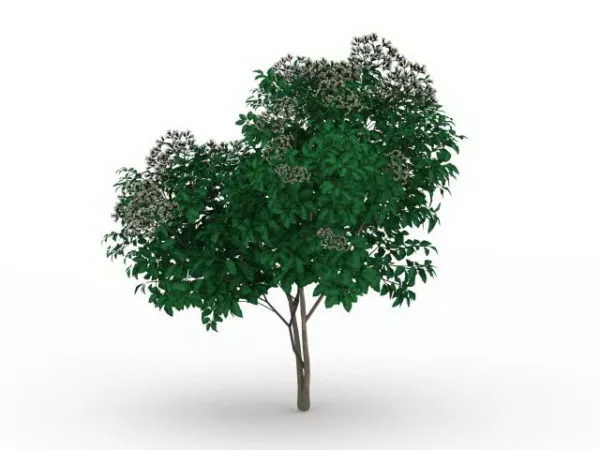 Outdoor White Flowering Tree 3d model Outdoor White Flowering Tree 3d model
