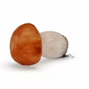 Vegetable Mushroom 3d model