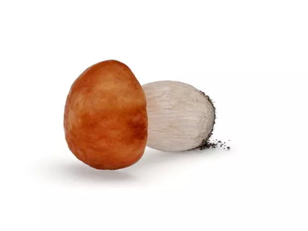 Colorful Cartoon Mushroom 3d model