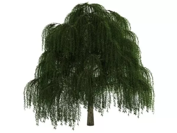 Willow Tree Summer Plant 3d model Willow Tree Summer Plant 3d model