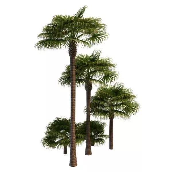 Nature Park Windmill Palm Trees 3d model Nature Park Windmill Palm Trees 3d model
