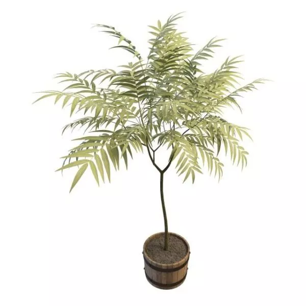 Wood Planter Indoor Tree 3d model Wood Planter Indoor Tree 3d model