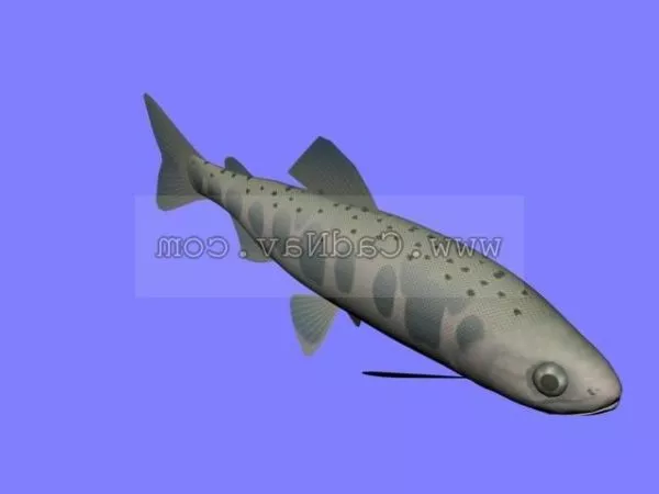 Amago Salmon River Fish 3d model