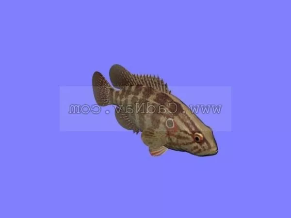 Rainbow Cichlid Fish Animated Rig 3d model