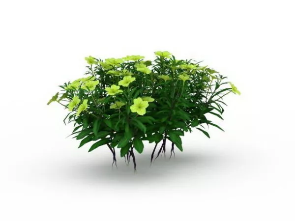 Outdoor Yellow Flower Garden Plants 3d model Outdoor Yellow Flower Garden Plants 3d model