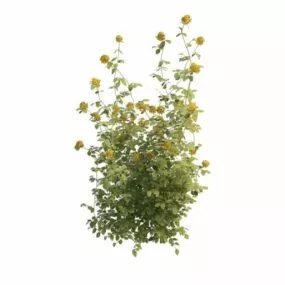 Garden Yellow Rose Plant 3d model