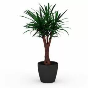Yucca Gloriosa Plant In Pot 3d model