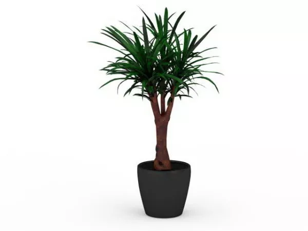 Yucca Gloriosa Plant In Pot 3d model Yucca Gloriosa Plant In Pot 3d model