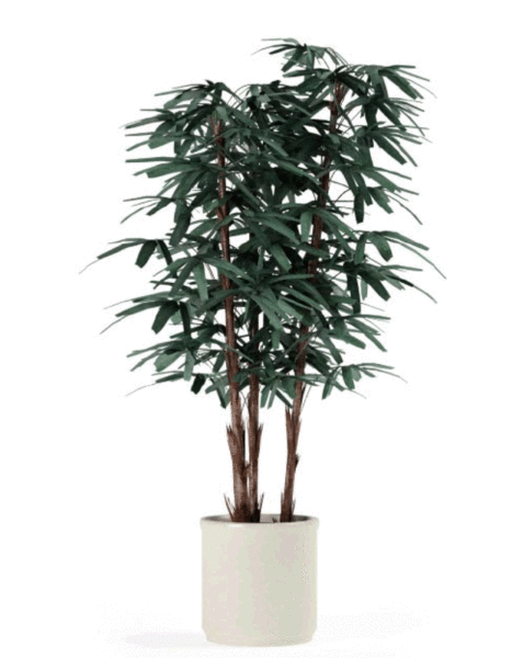 Plant In White Pot 3d model Plant In White Pot 3d model