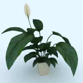 Small Potted Plant 3d model