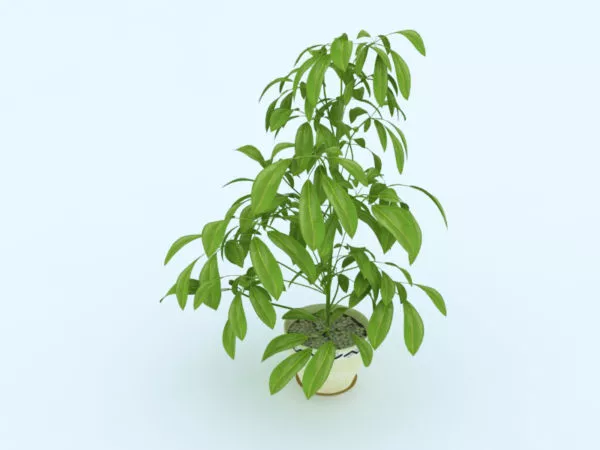 Home Pot Plant 3d model Home Pot Plant 3d model