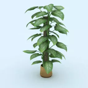 Indoor Home Plant 3d model