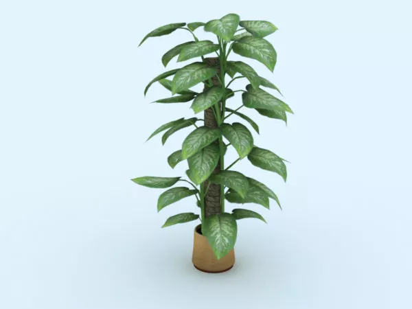 Indoor Home Plant 3d model Indoor Home Plant 3d model