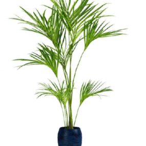 Office Pot Tree 3d model