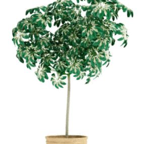 Potted Plant Indoor 3d model
