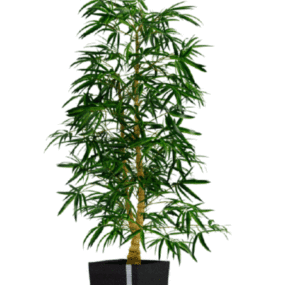 Potted Leaves Plant 3d model