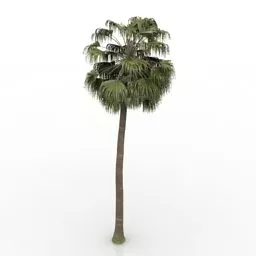 Beauty Palm Tree 3d model Beauty Palm Tree 3d model