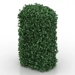 Garden Hedge Plant Tree 3d model