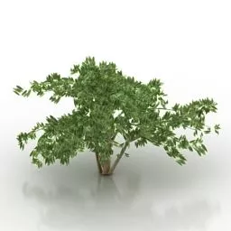Garden Bush Plant 3d model