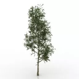 Tree Poplar Plant 3d model