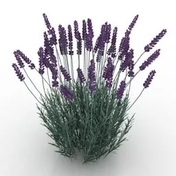Garden Plant Violet Flowers 3d model