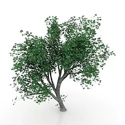 Maple Tree Lowpoly 3d model